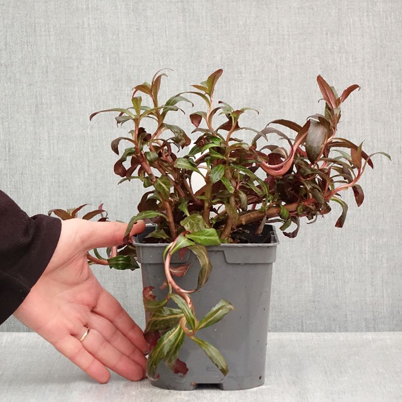 Exemplaar van Lobelia fulgens Queen Victoria - Scharlaken lobelia Pot van 2 l/3 l zoals geleverd in de herfst