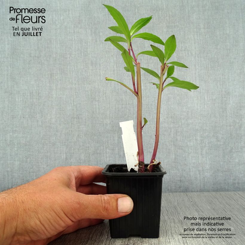 Exemplaar van Lobelia gerardii Vedrariensis - Prachtlobelia Kweekpotje van 8/9 cm zoals geleverd in de zomer