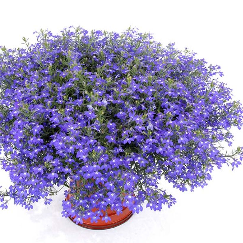 Lobelia Anabel Blue - Hanglobelia (Groeiplaats)