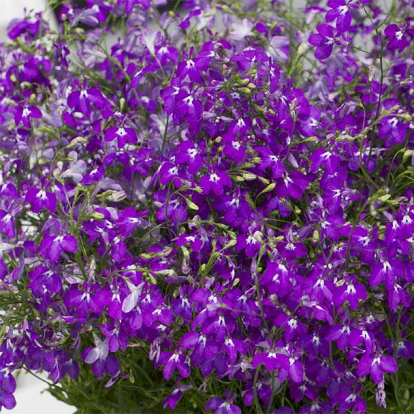 Lobelia Purple Star - Hanglobelia (Bloei)