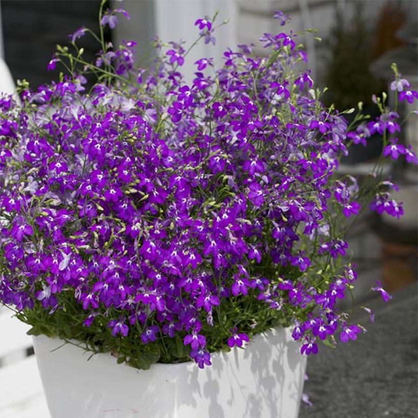 Lobelia Purple Star - Hanglobelia (Groeiplaats)
