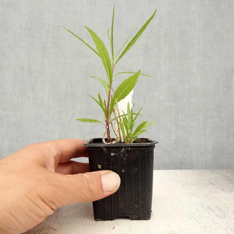 Exemplaar van Lobelia laxiflora - Lobelia Kweekpotje van 8/9 cm zoals geleverd in de zomer