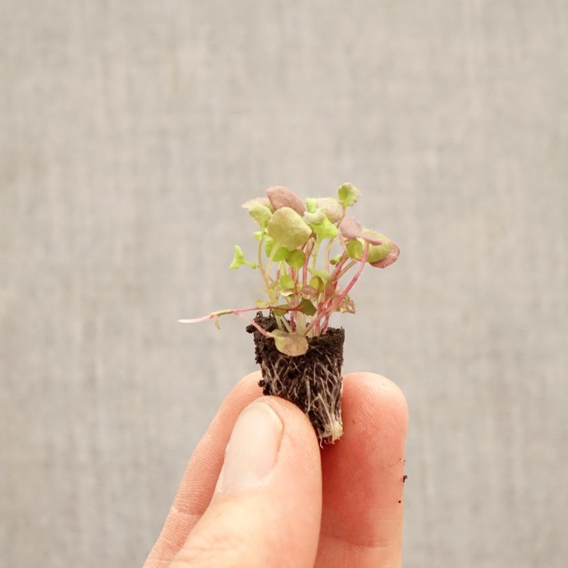 Exemplaar van Lobelia pendula Regatta - Hanglobelia Mini-mot Ø 1,5/2,5 cm zoals geleverd in de lente