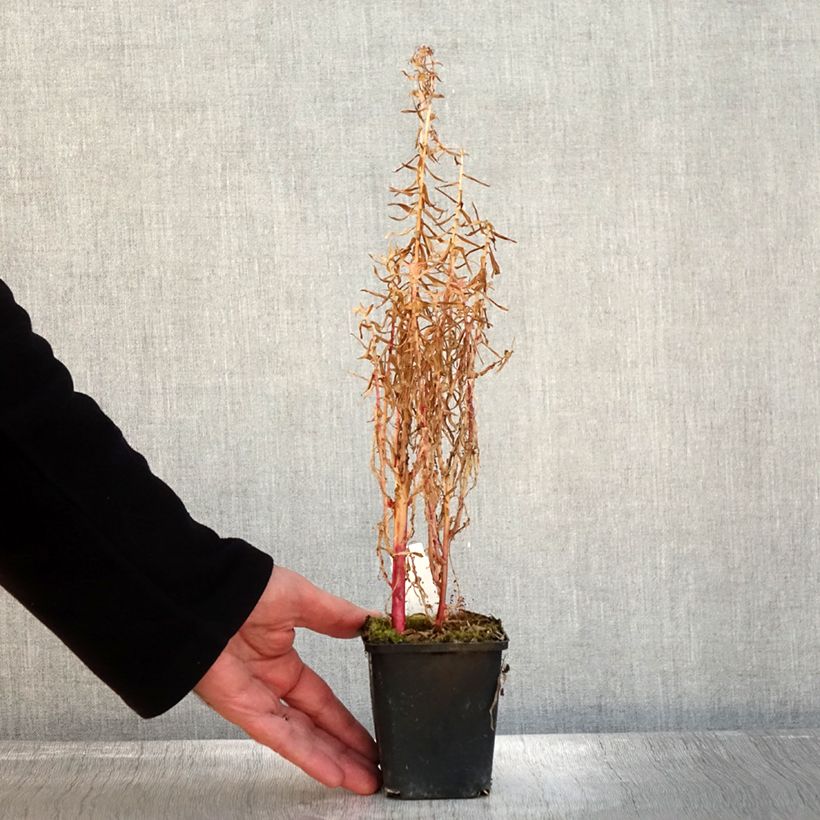 Exemplaar van Lobelia sessilifolia Godet de 8/9 cm zoals geleverd in de herfst