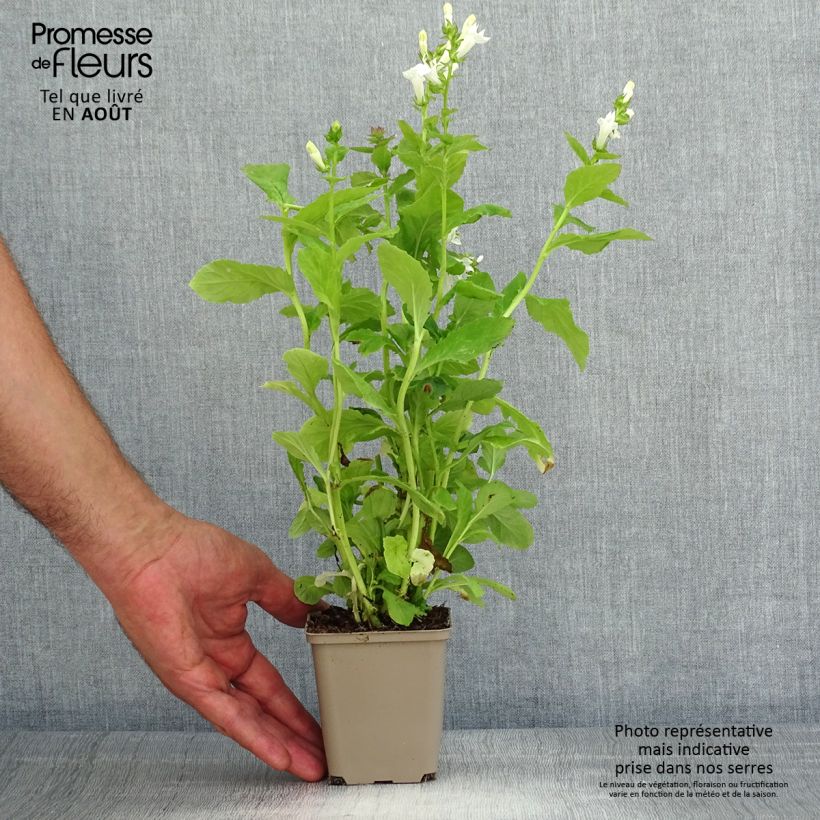 Exemplaar van Lobelia siphilitica Alba - Virginische lobelia Kweekpotje van 8/9 cm zoals geleverd in de zomer