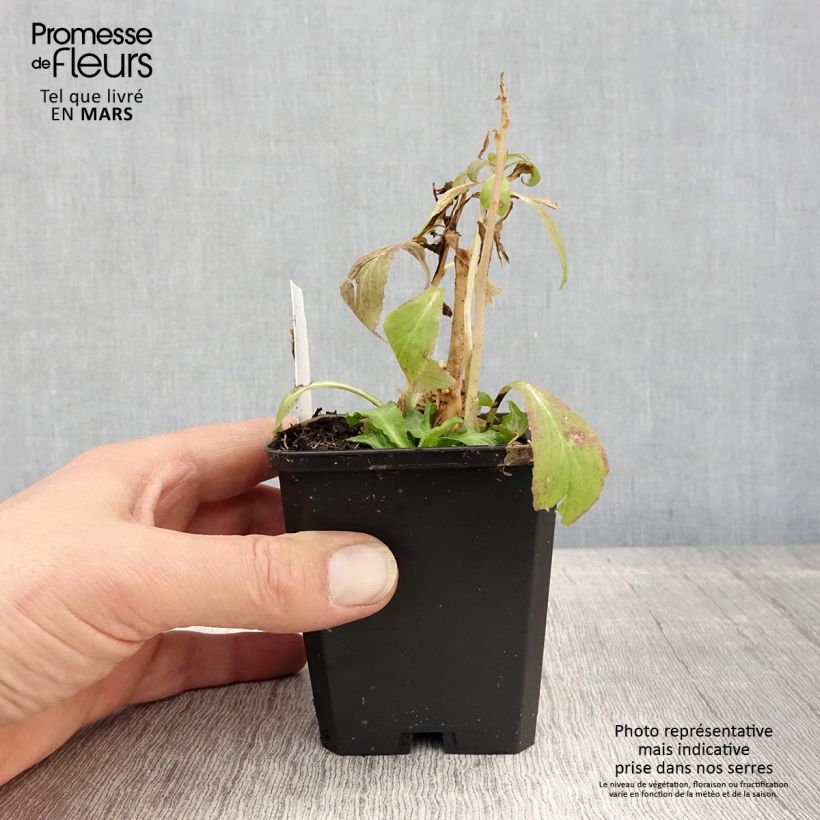 Exemplaar van Lobelia siphilitica - Virginische lobelia Kweekpotje van 8/9 cm zoals geleverd in de lente