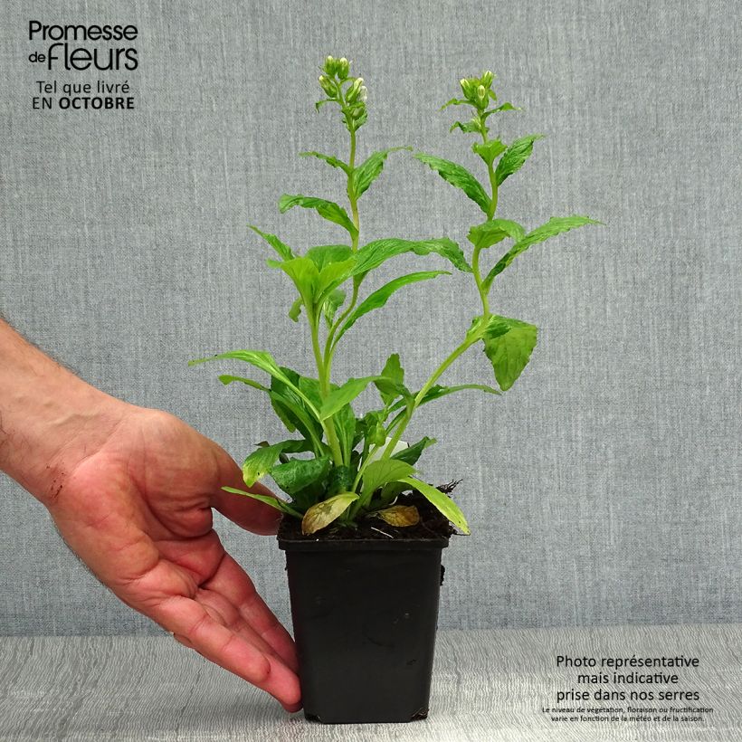 Exemplaar van Lobelia siphilitica - Virginische lobelia Kweekpotje van 8/9 cm zoals geleverd in de herfst