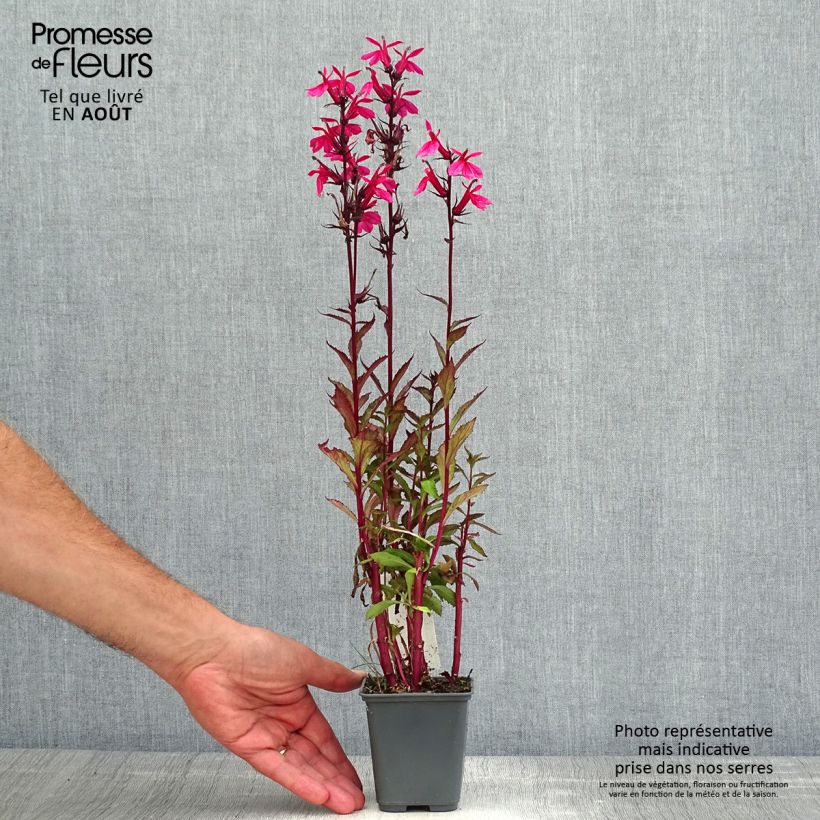 Exemplaar van Lobelia speciosa Fan Salmon - Scharlaken lobelia Kweekpotje van 8/9 cm zoals geleverd in de zomer
