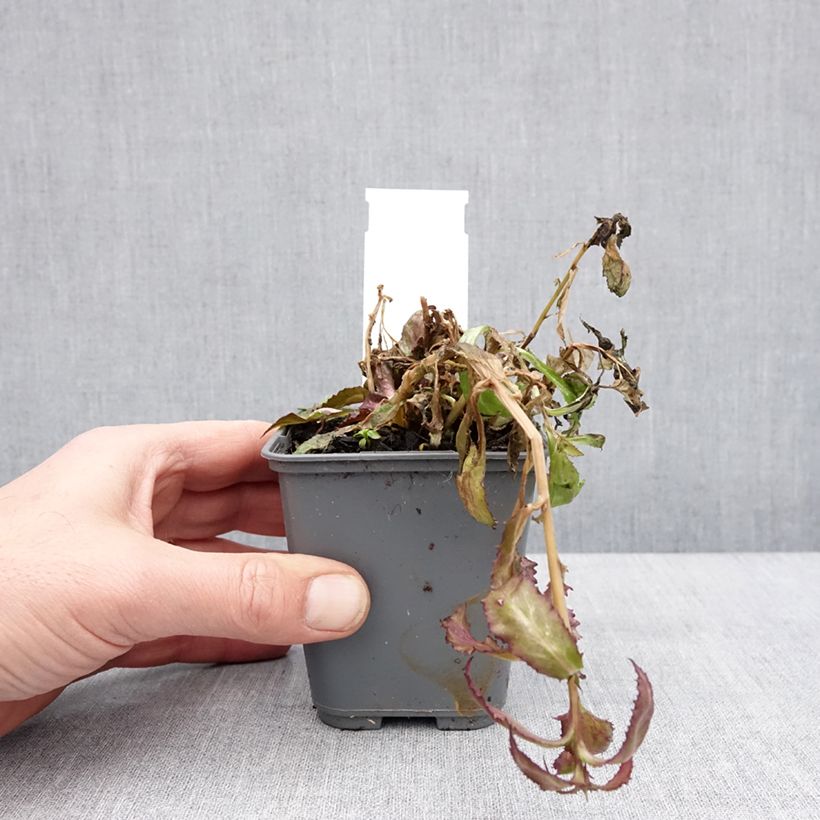 Exemplaar van Lobelia speciosa Fan Salmon - Lobélie Godet de 8/9 cm zoals geleverd in de winter