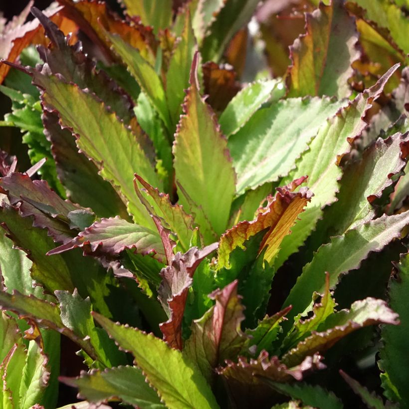 Lobelia speciosa Fan Salmon - Scharlaken lobelia (Blad)