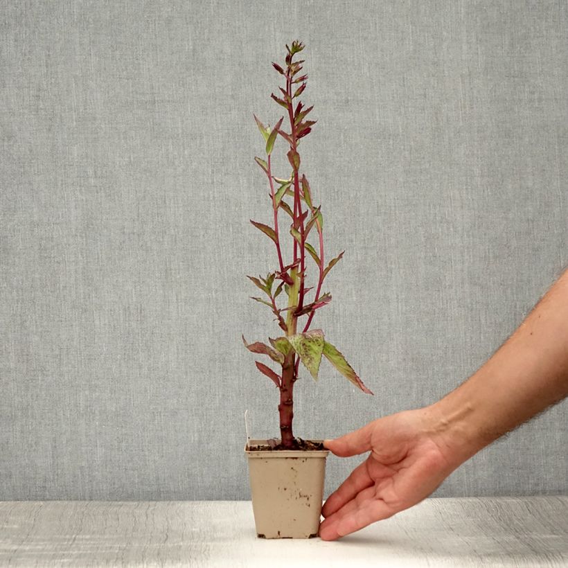 Exemplaar van Lobelia speciosa Tania - Scharlaken lobelia Kweekpotje van 7/8 cm zoals geleverd in de zomer