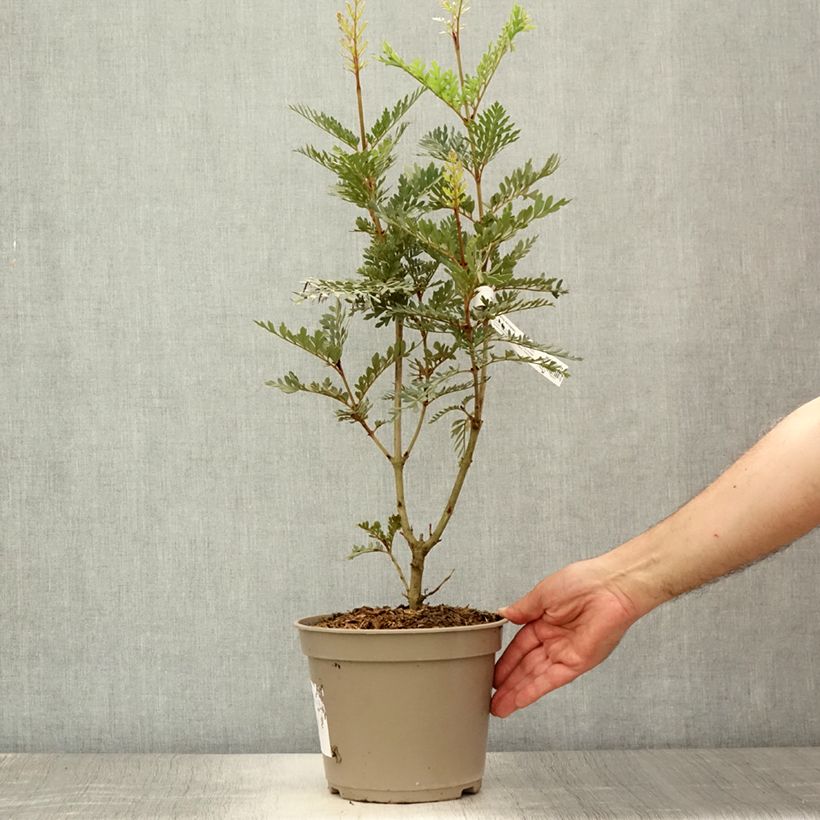 Exemplaar van Lomatia ferruginea - Lomatie Pot van 3 l/4 l zoals geleverd in de zomer