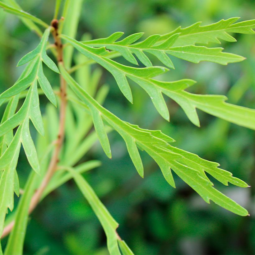 Lomatia silaifolia - Lomatie (Blad)