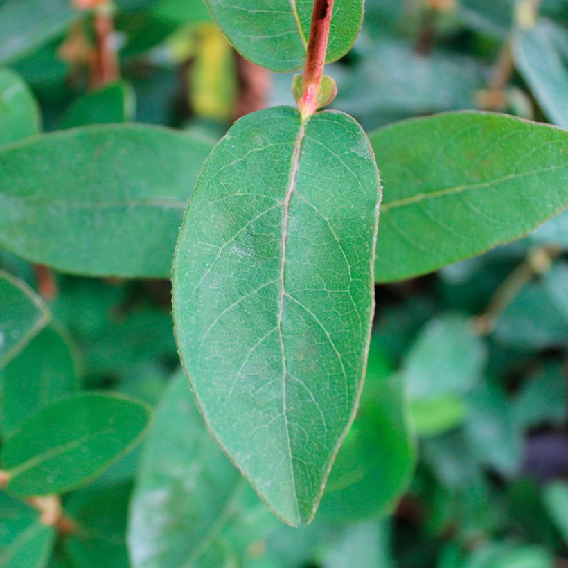 Lonicera caerulea Boreal Beauty - Honingbes (Blad)