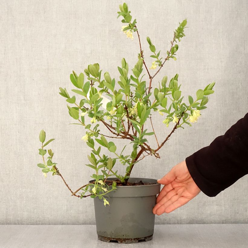 Exemplaar van Honingbes Zojka Pot van 3 l/4 l, Pol zoals geleverd in de lente