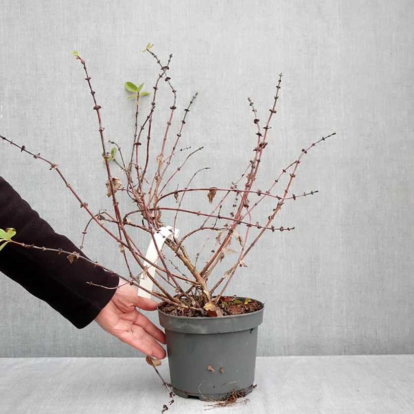 Exemplaar van Honingbes Zojka Pot van 3 l/4 l, Pol zoals geleverd in de herfst