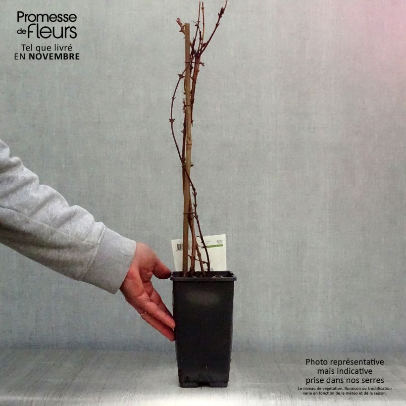 Exemplaar van Lonicera caerulea kamtchatica - Honingbes Pot van 1,5 l/2 l zoals geleverd in de herfst