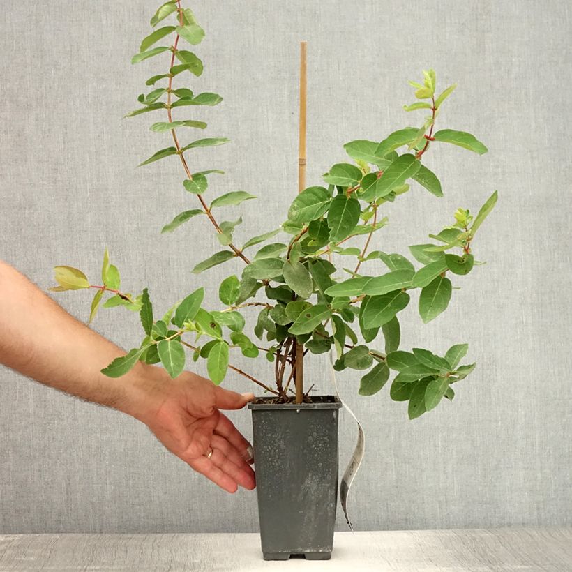 Exemplaar van Lonicera caerulea kamtchatica - Honingbes Pot van 1,5 l/2 l zoals geleverd in de zomer
