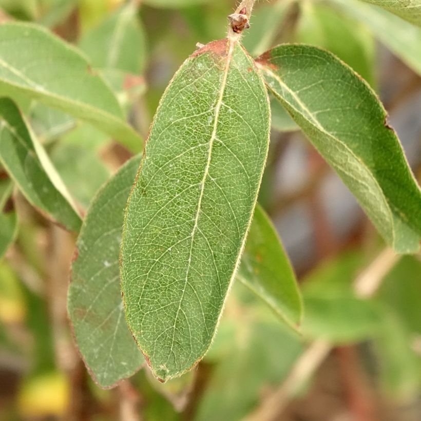 Honingbes Altaj (Blad)