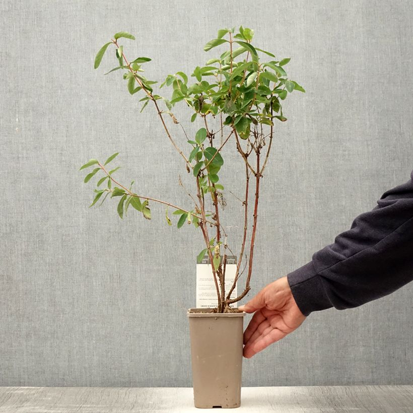Exemplaar van Honingbes Altaj Pot van 1,5 l/2 l, Struik zoals geleverd in de zomer