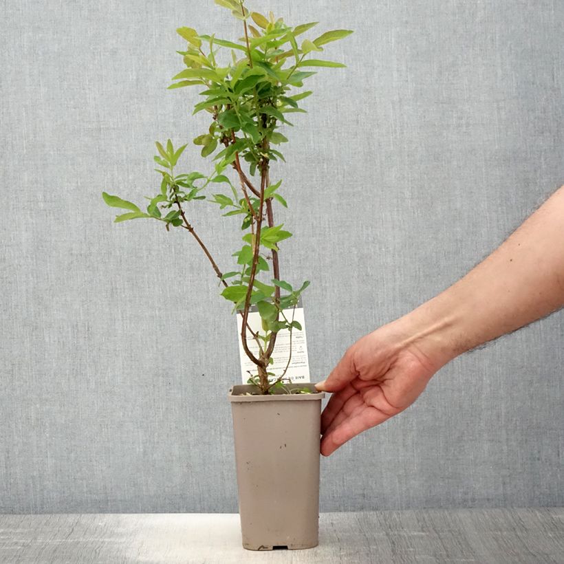 Exemplaar van Honingbes Altaj Pot van 1,5 l/2 l, Struik zoals geleverd in de lente