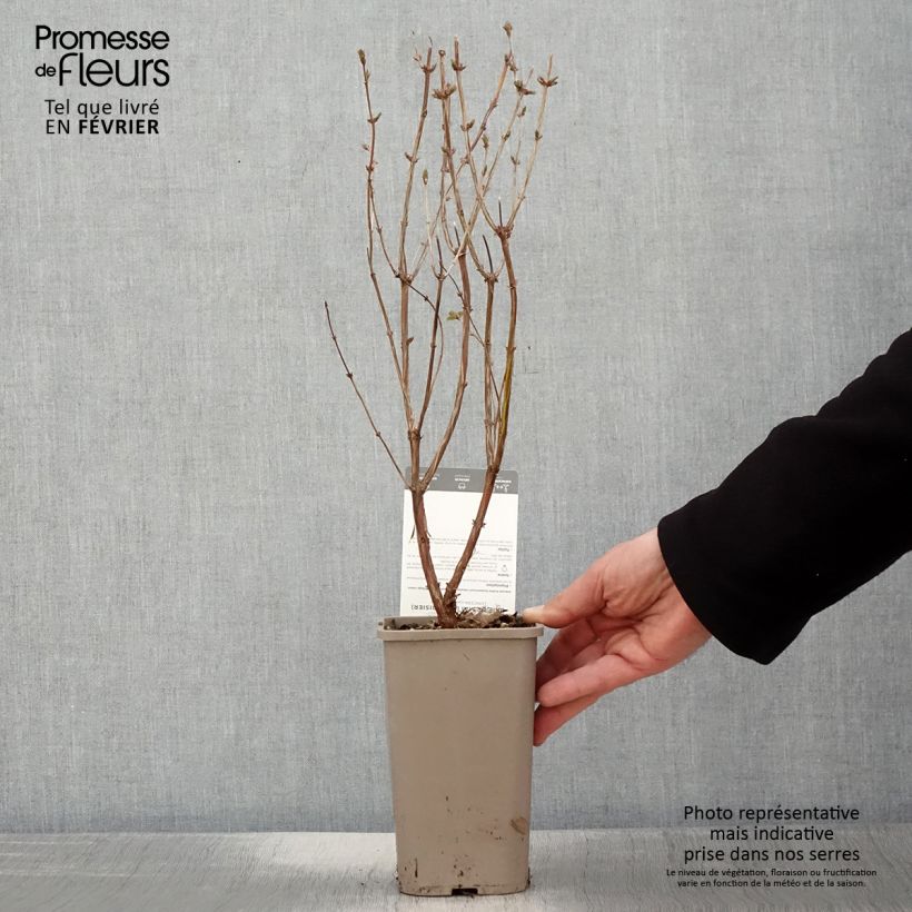 Exemplaar van Lonicera caerulea var. kamtschatica Martin - Baie de mai Pot de 1,5L/2L, Buisson zoals geleverd in de winter