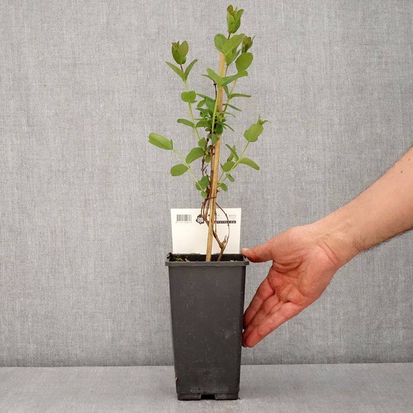 Example of Honingbes Martin Pot van 1,5 l/2 l, Struik as you get in printemps