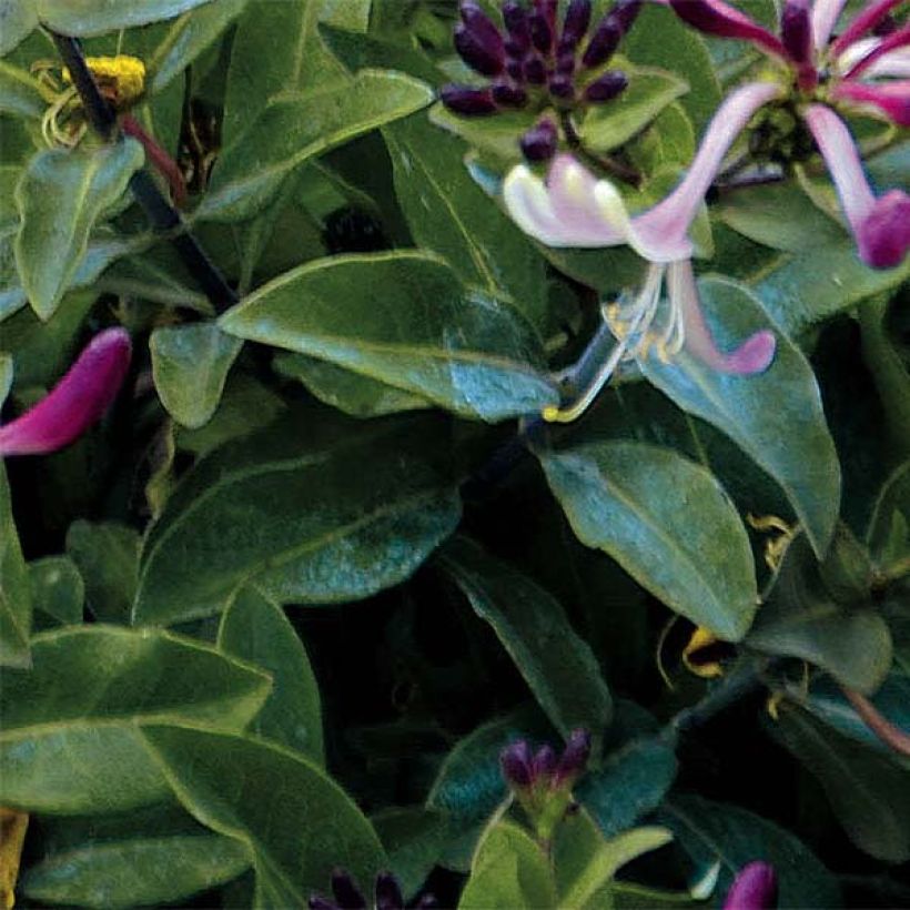Lonicera periclymenum Chic et Choc - Wilde kamperfoelie (Blad)