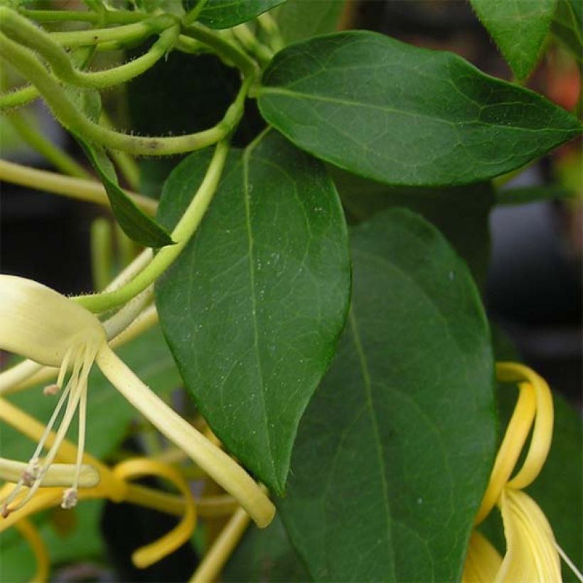 Lonicera similis var. delavayi - Kamperfoelie (Blad)