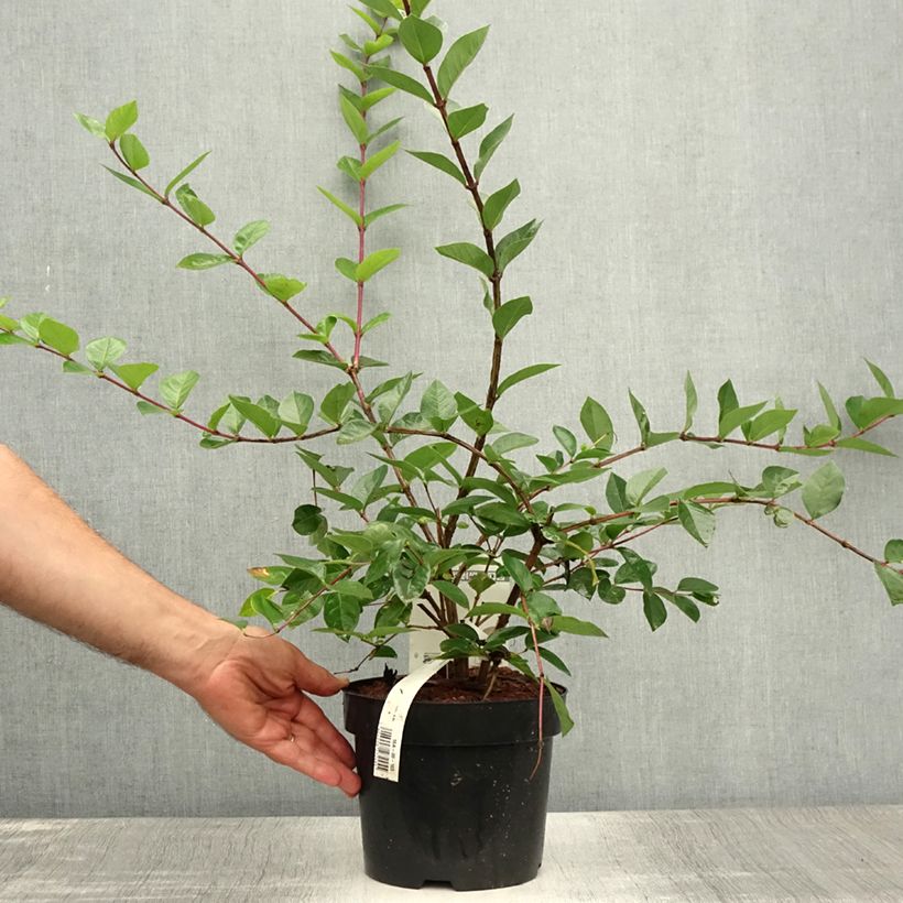 Exemplaar van Lonicera fragrantissima - Winterkamperfoelie Pot van 2 l/3 l zoals geleverd in de zomer