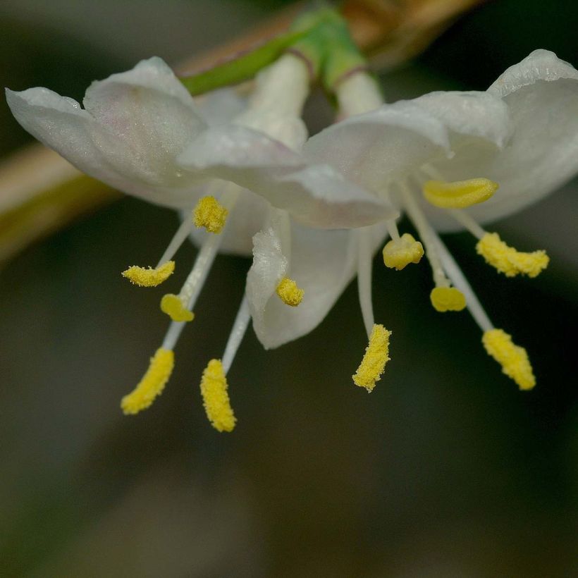 Lonicera fragrantissima - Winterkamperfoelie (Flowering)