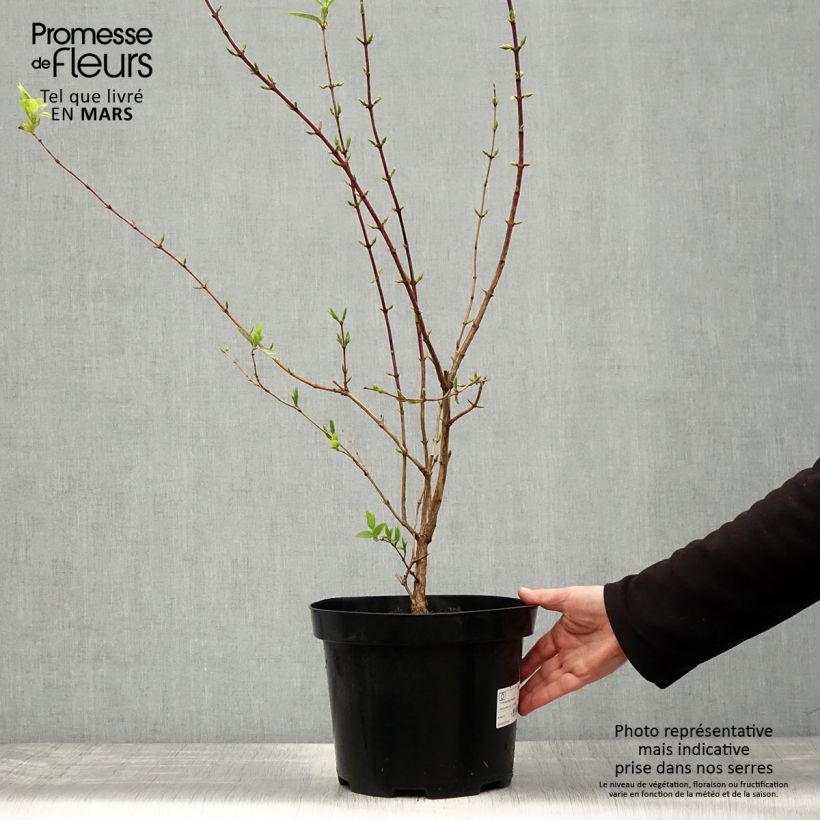 Example of Lonicera fragrantissima - Winterkamperfoelie Pot van 7,5 l/10 l as you get in printemps