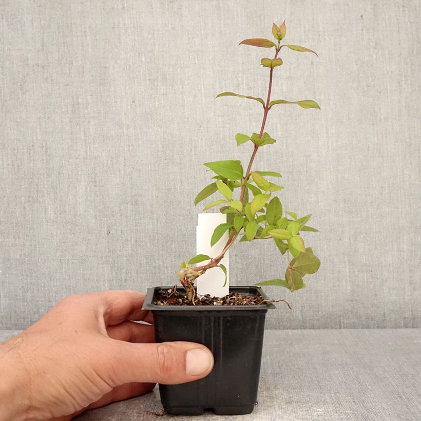 Exemplaar van Lonicera fragrantissima - Winterkamperfoelie Kweekpotje van 8/9 cm zoals geleverd in de lente