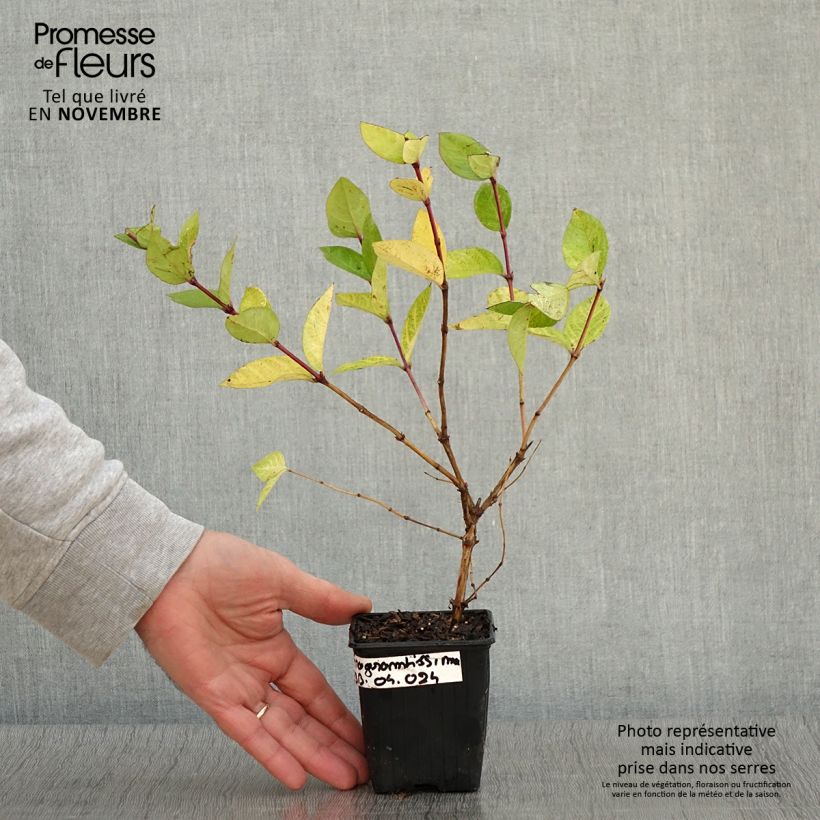 Exemplaar van Lonicera fragrantissima - Winterkamperfoelie Kweekpotje van 8/9 cm zoals geleverd in de herfst