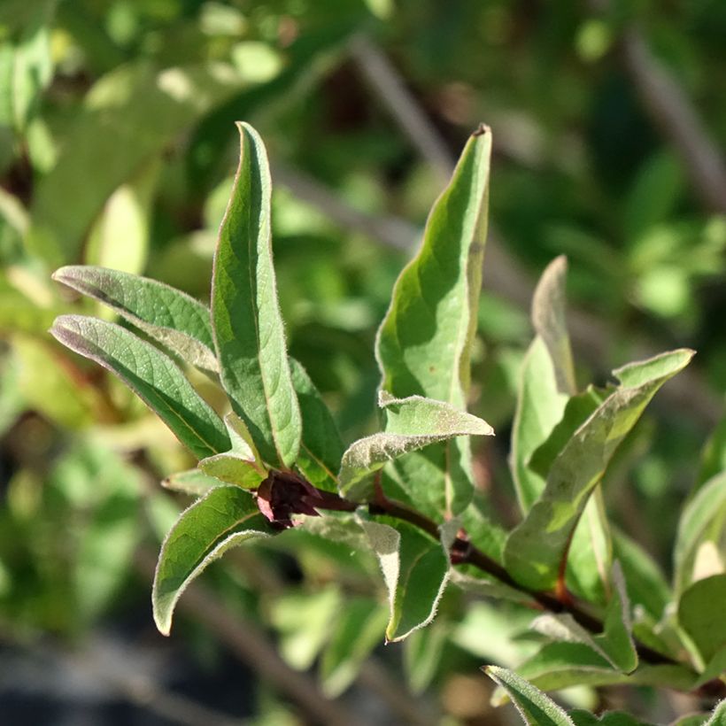 Lonicera involucrata var. ledebourii - Kamperfoelie (Blad)