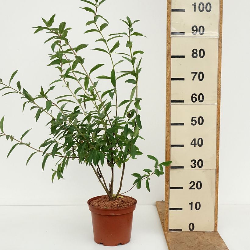 Exemplaar van Lonicera involucrata var. ledebourii - Kamperfoelie Pot van 4 l/5 l zoals geleverd in de herfst