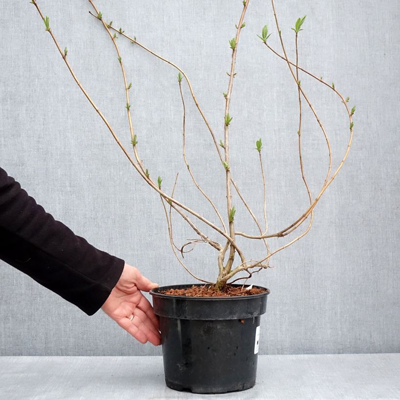 Exemplaar van Lonicera involucrata var. ledebourii - Kamperfoelie Pot van 4 l/5 l zoals geleverd in de lente