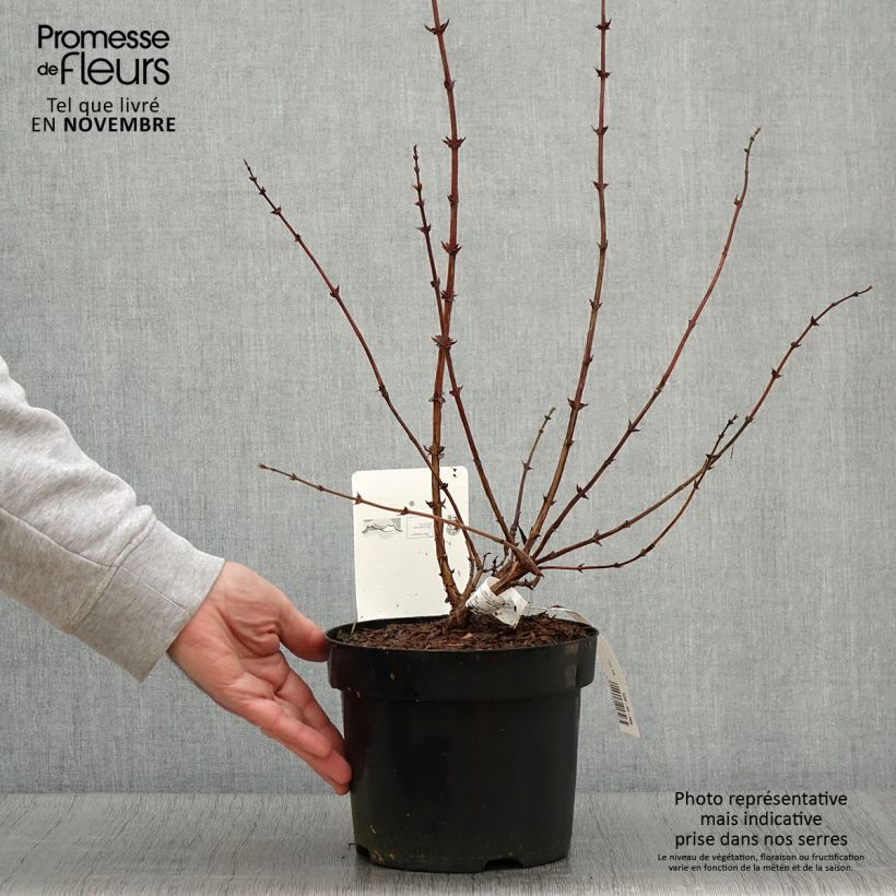 Exemplaar van Lonicera kamtschatica Eisbär - Honingbes Pot van 1,5 l/2 l zoals geleverd in de herfst