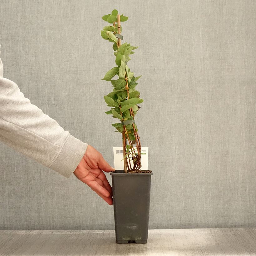 Exemplaar van Lonicera kamtschatica Kalinka - Honingbes Pot van 1,5 l/2 l zoals geleverd in de herfst