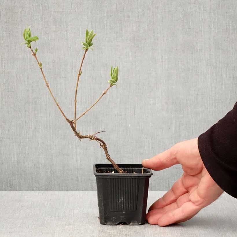 Exemplaar van Honingbes Kiev Kweekpotje van 8/9 cm, Struik zoals geleverd in de lente