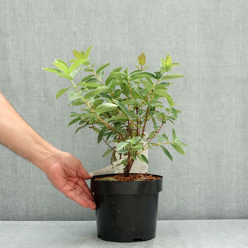 Exemplaar van Lonicera kamtschatica Sweet Myberry - Honingbes Pot van 3 l/4 l, Struik zoals geleverd in de zomer