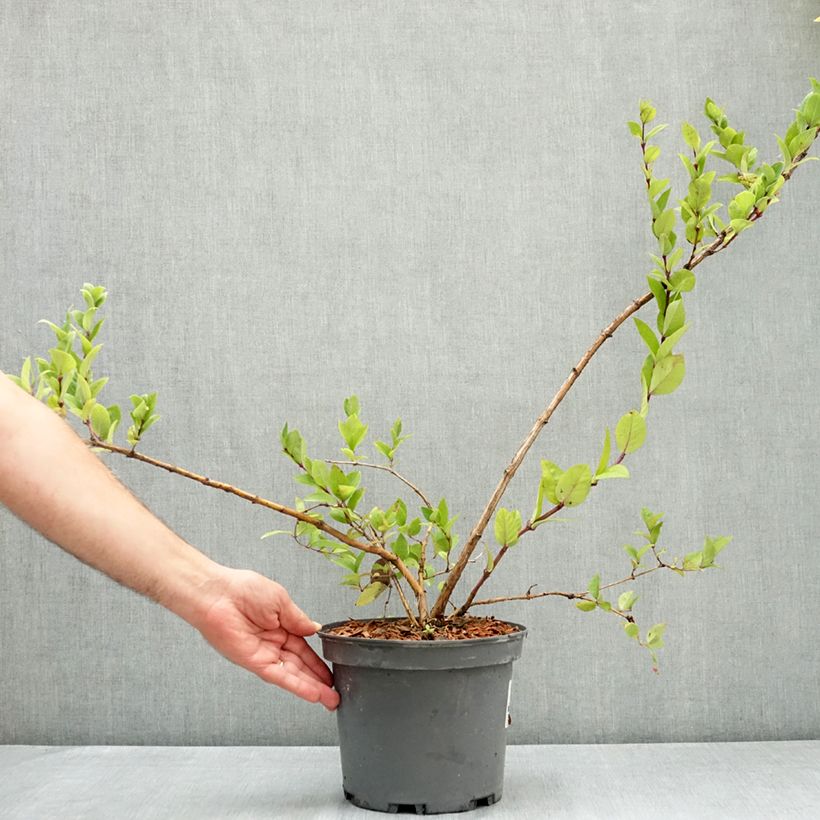 Exemplaar van Lonicera maackii - Maack-kamperfoelie Pot van 4 l/5 l zoals geleverd in de zomer