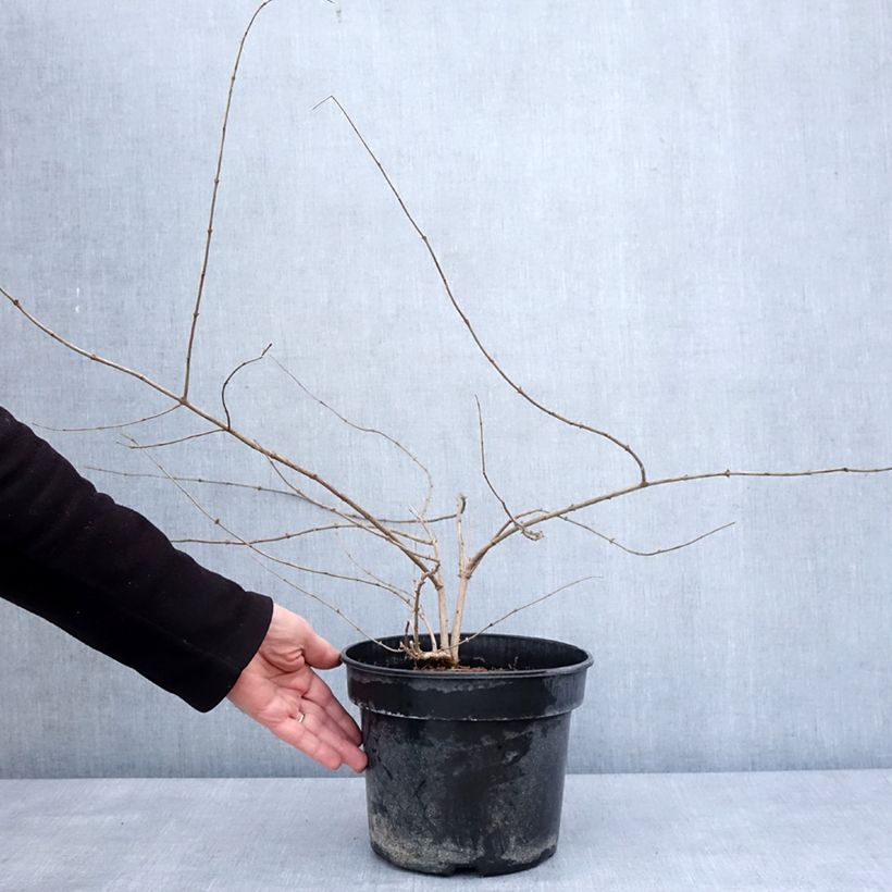 Exemplaar van Lonicera maackii - Chèvrefeuille de Maack Pot de 4L/5L zoals geleverd in de winter