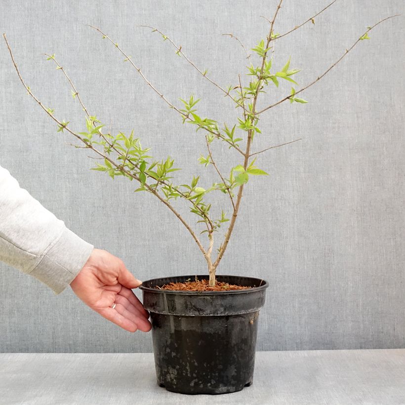 Exemplaar van Lonicera maackii - Maack-kamperfoelie Pot van 4 l/5 l zoals geleverd in de lente