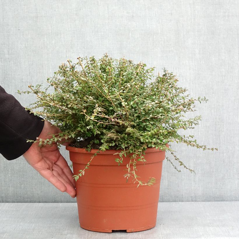 Exemplaar van Lonicera nitida - Chinese kamperfoelie Pot van 3 l/4 l zoals geleverd in de winter