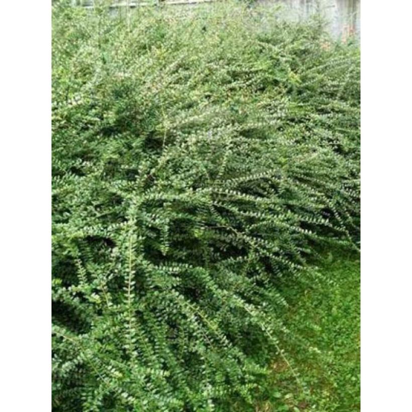 Lonicera nitida Ernest Wilson - Chinese kamperfoelie (Blad)