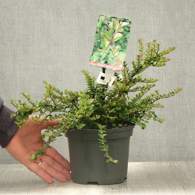 Exemplaar van Lonicera nitida Garden Clouds Copper Glow - Chinese kamperfoelie Pot van 2 l/3 l zoals geleverd in de zomer