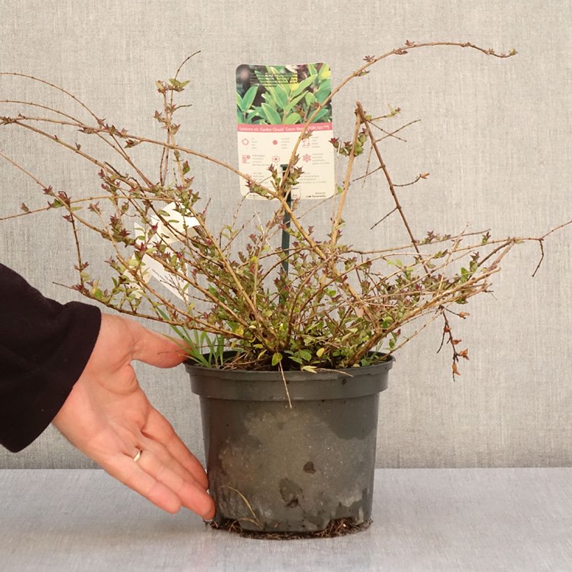 Example of Lonicera nitida Garden Clouds Copper Glow - Chinese kamperfoelie Pot van 2 l/3 l as you get in printemps