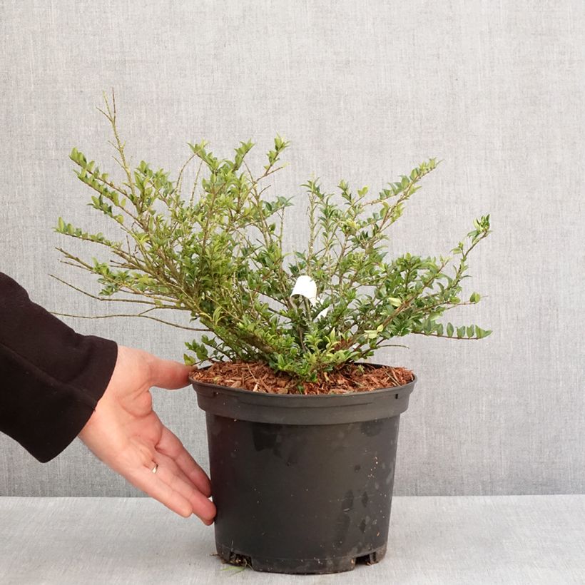 Example of Lonicera nitida Garden Clouds Green Breeze - Chinese kamperfoelie Pot van 4 l/5 l as you get in hiver