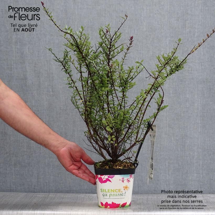 Exemplaar van Lonicera nitida Purple Storm - Chinese kamperfoelie Pot van 2 l/3 l zoals geleverd in de zomer